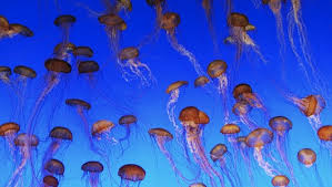 Jellyfish