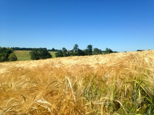 Golden Shades of Wheat field
