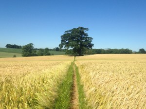 Lone Oak Tree 