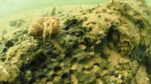 Dogger land Submerged Forest