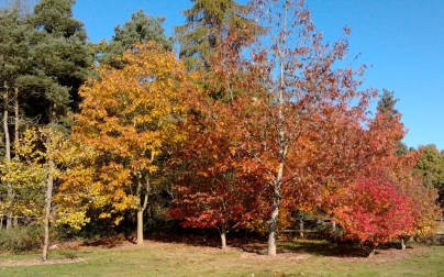 Autumn colours