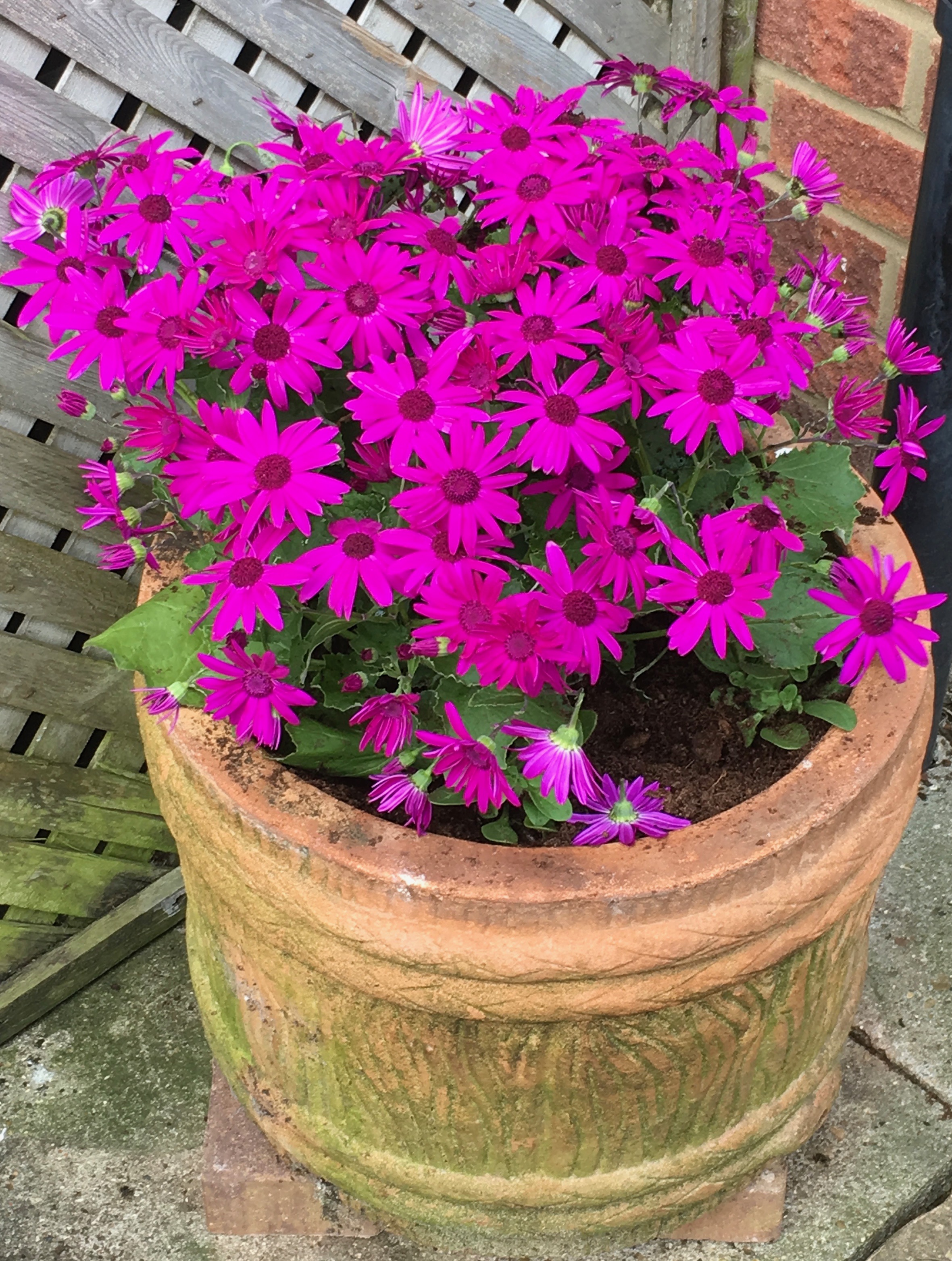Senetti with Petunias