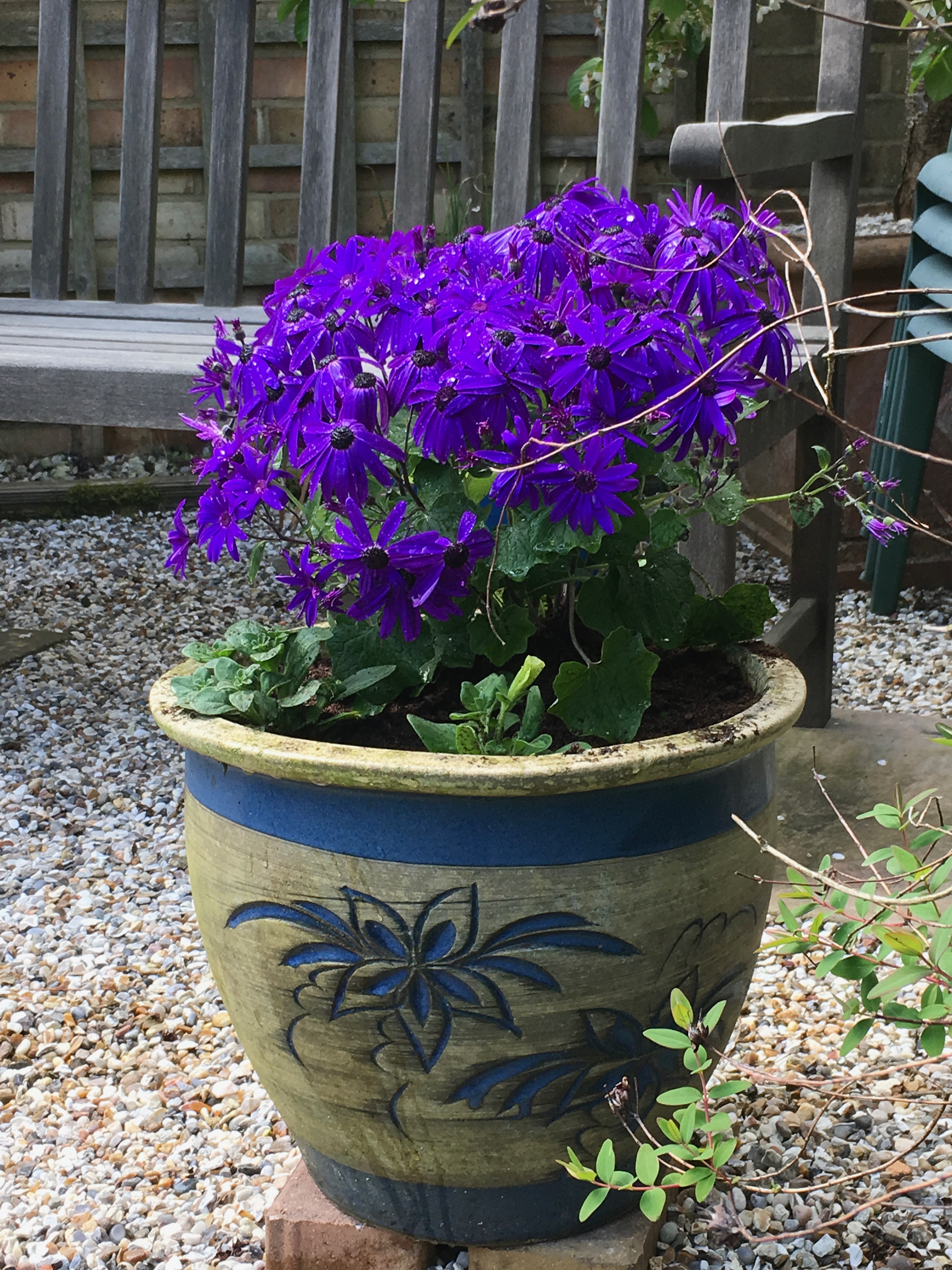 Senetti with Petunias