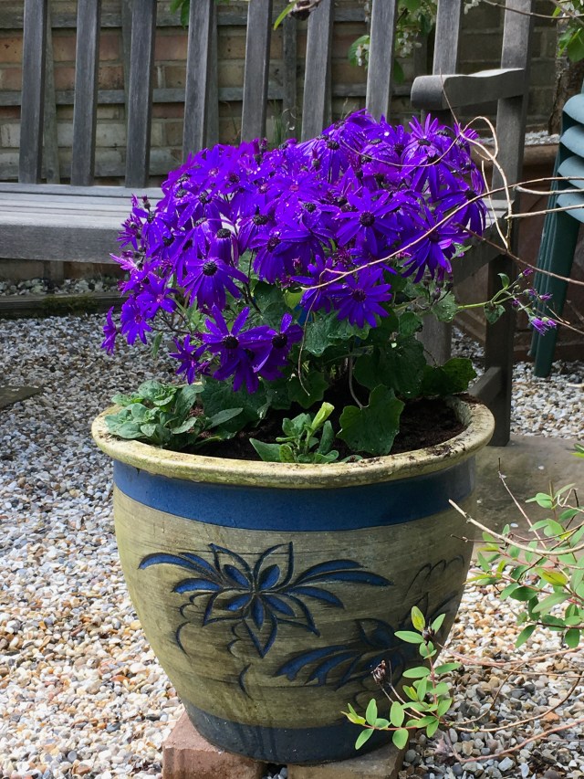 Senetti with Petunias