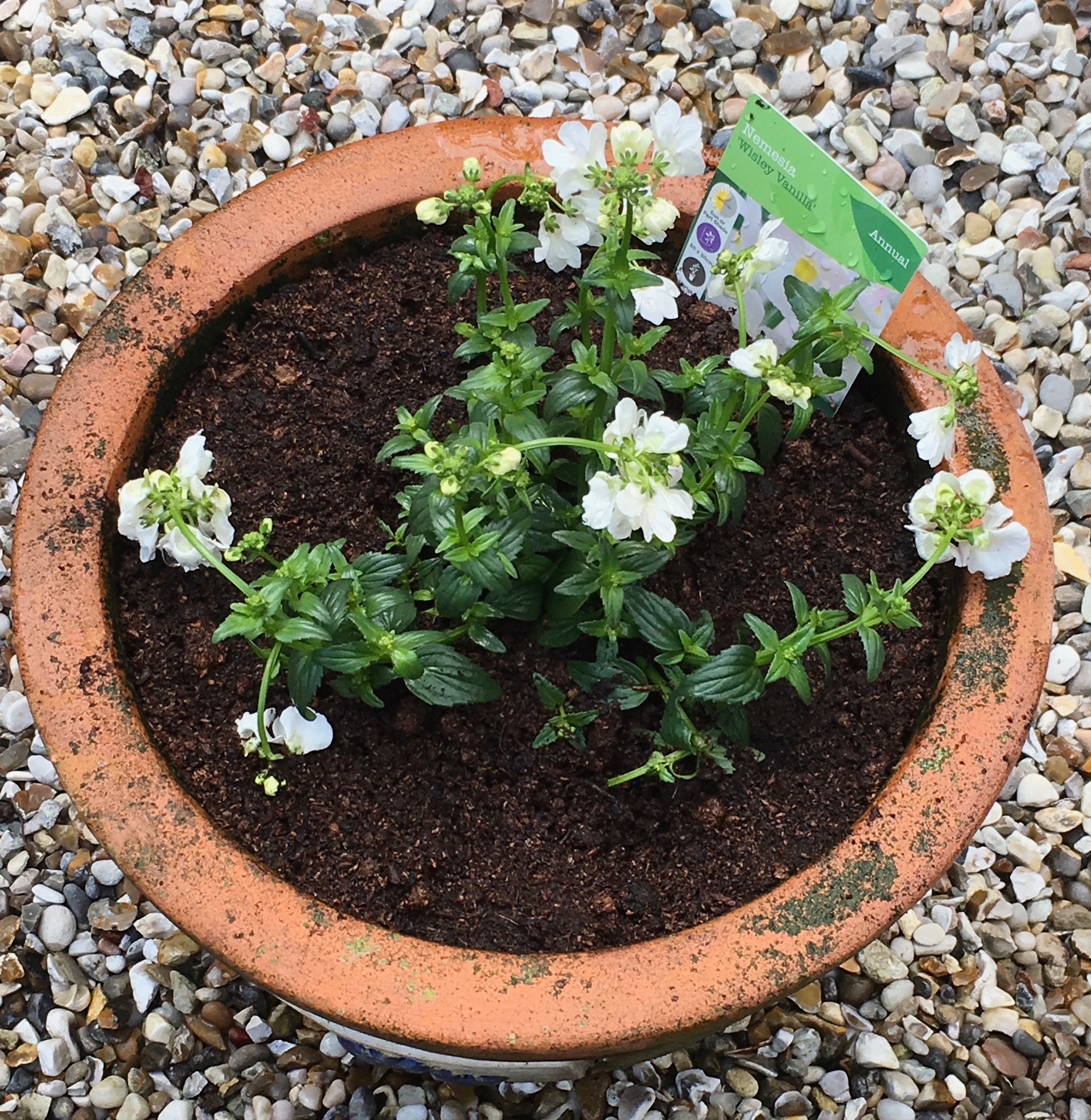 Nemesia 'Wisley Vanilla'