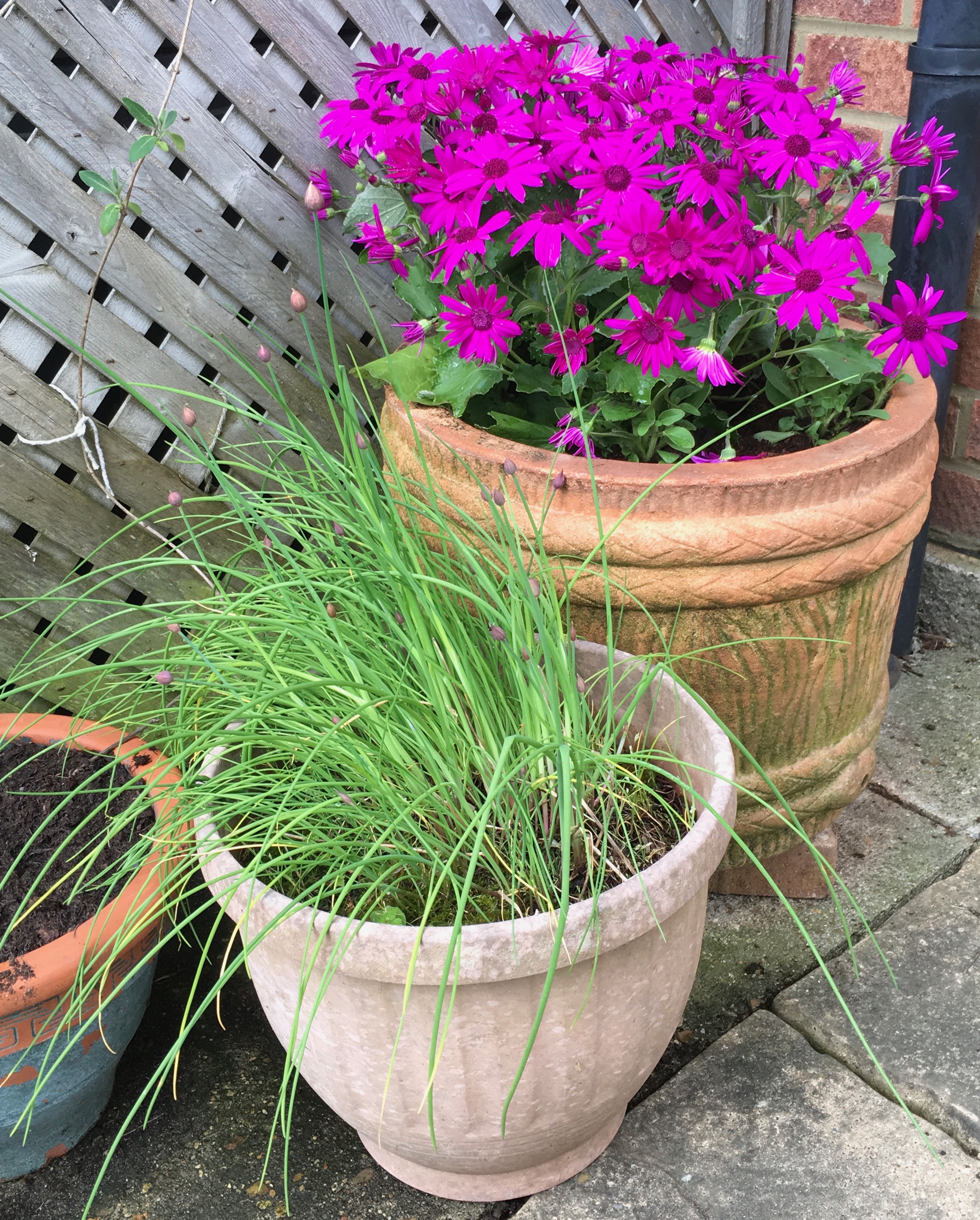 Senetti with Petunias and Flowering Chives