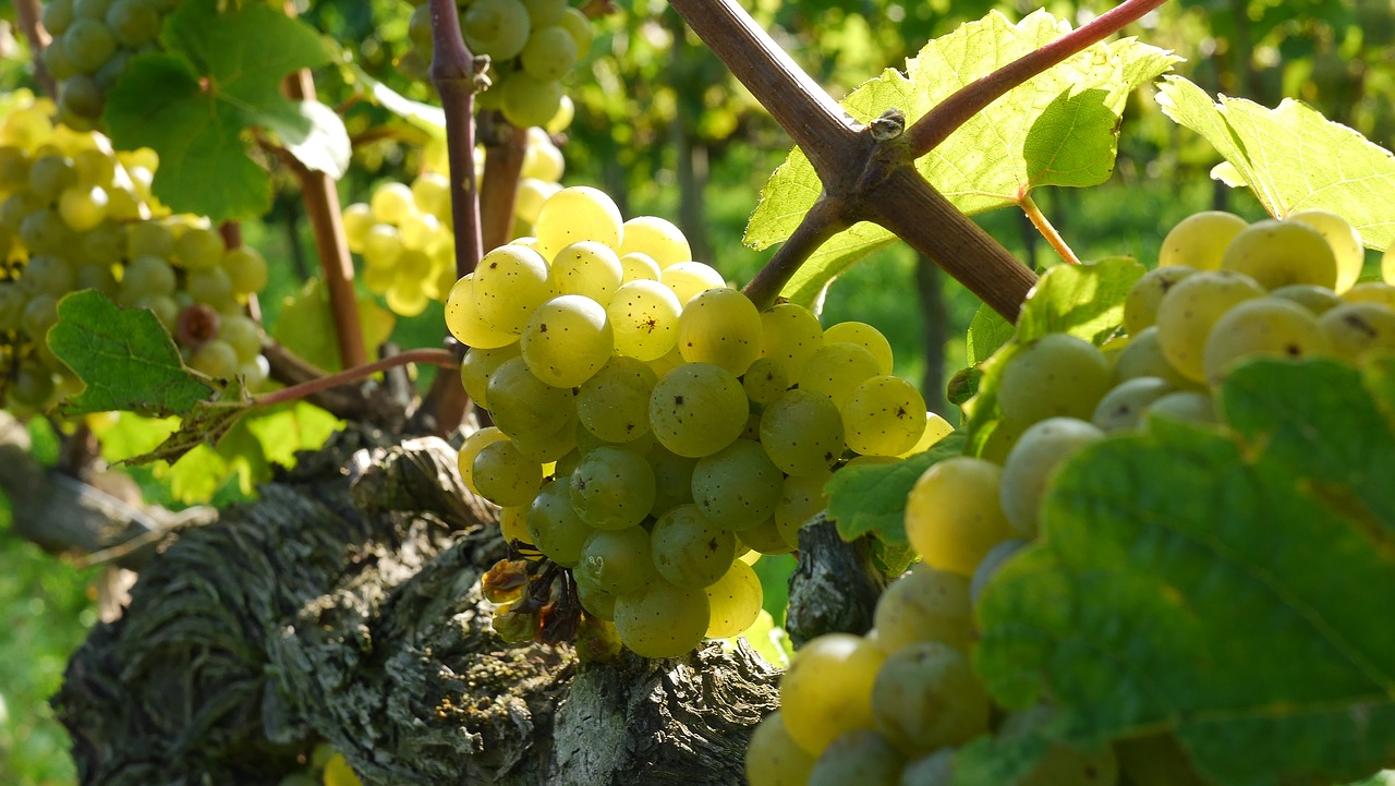 grapes-2104077_1280