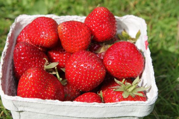 strawberries-2270463__480