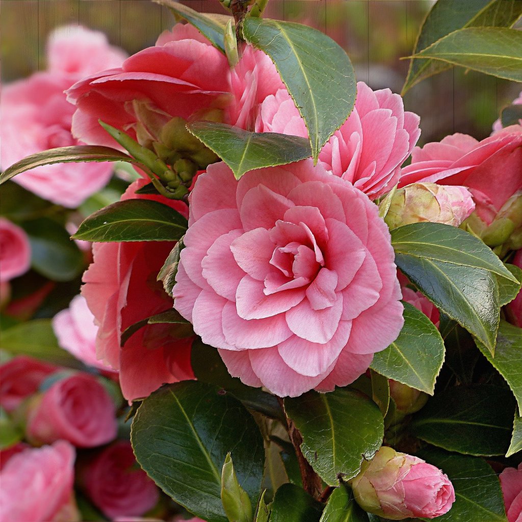 Flowering Pink Camellia