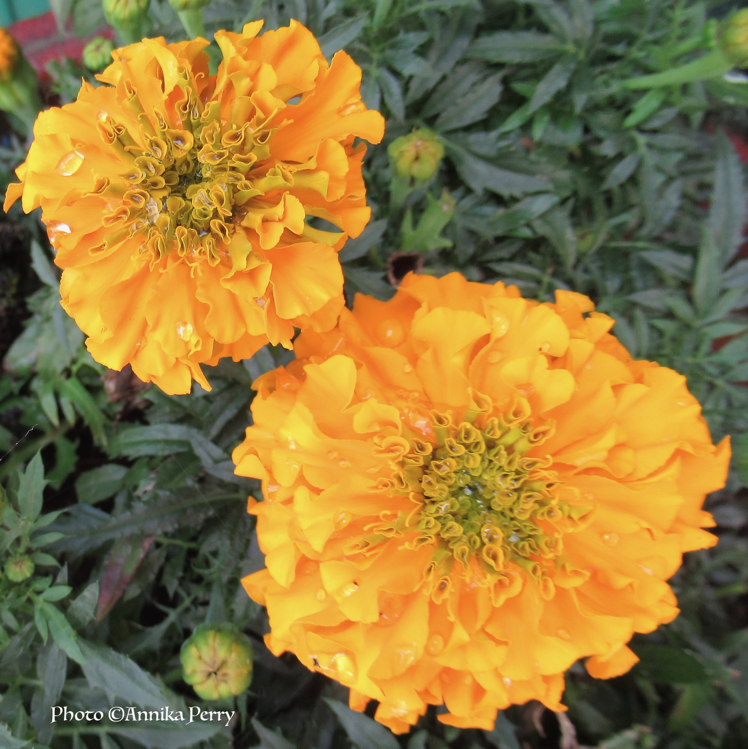"Two marigolds close-up, golden yellow, folds of petals with crystals of dew drops."