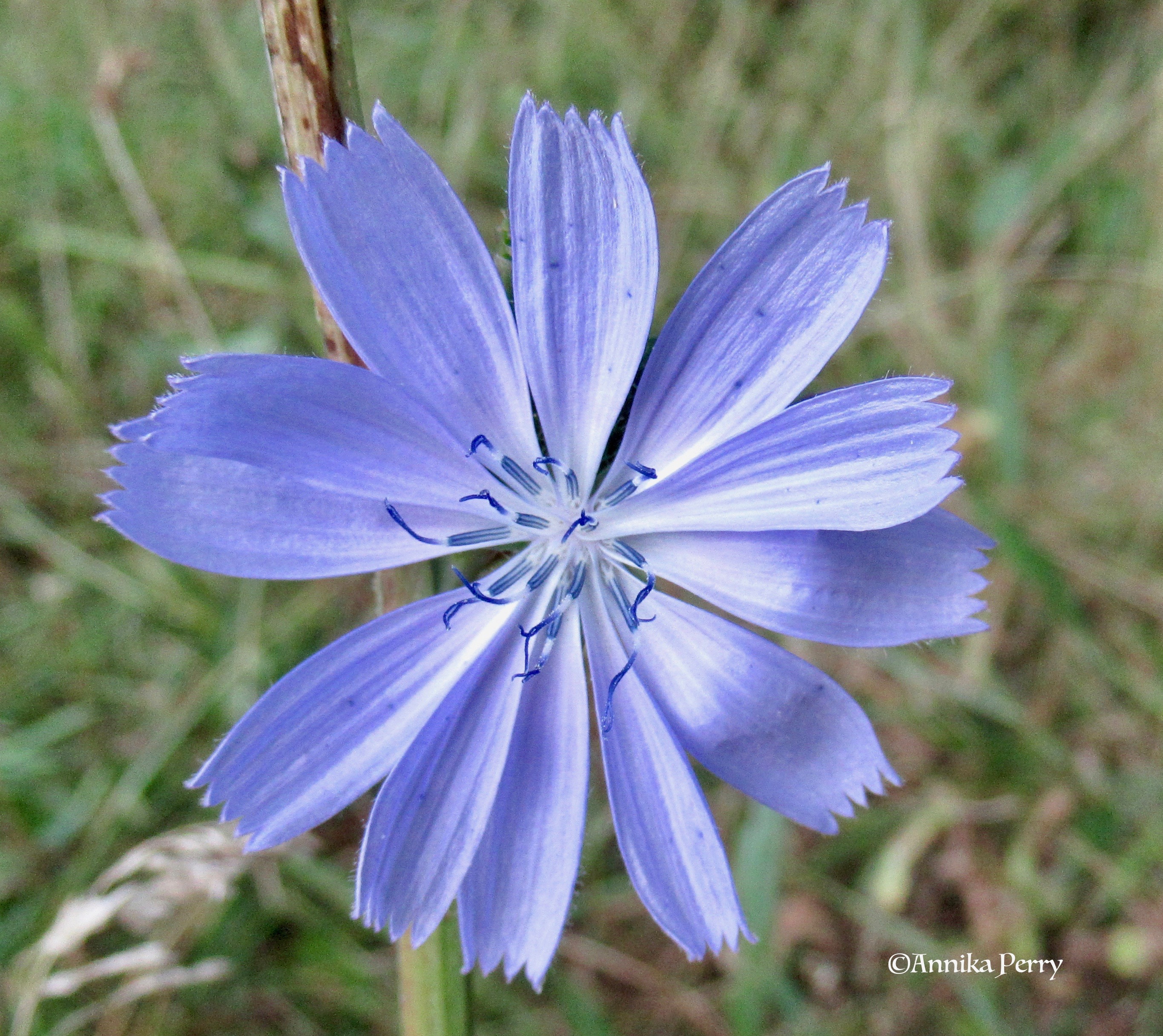 "Star-like purple-blue flower close-up."