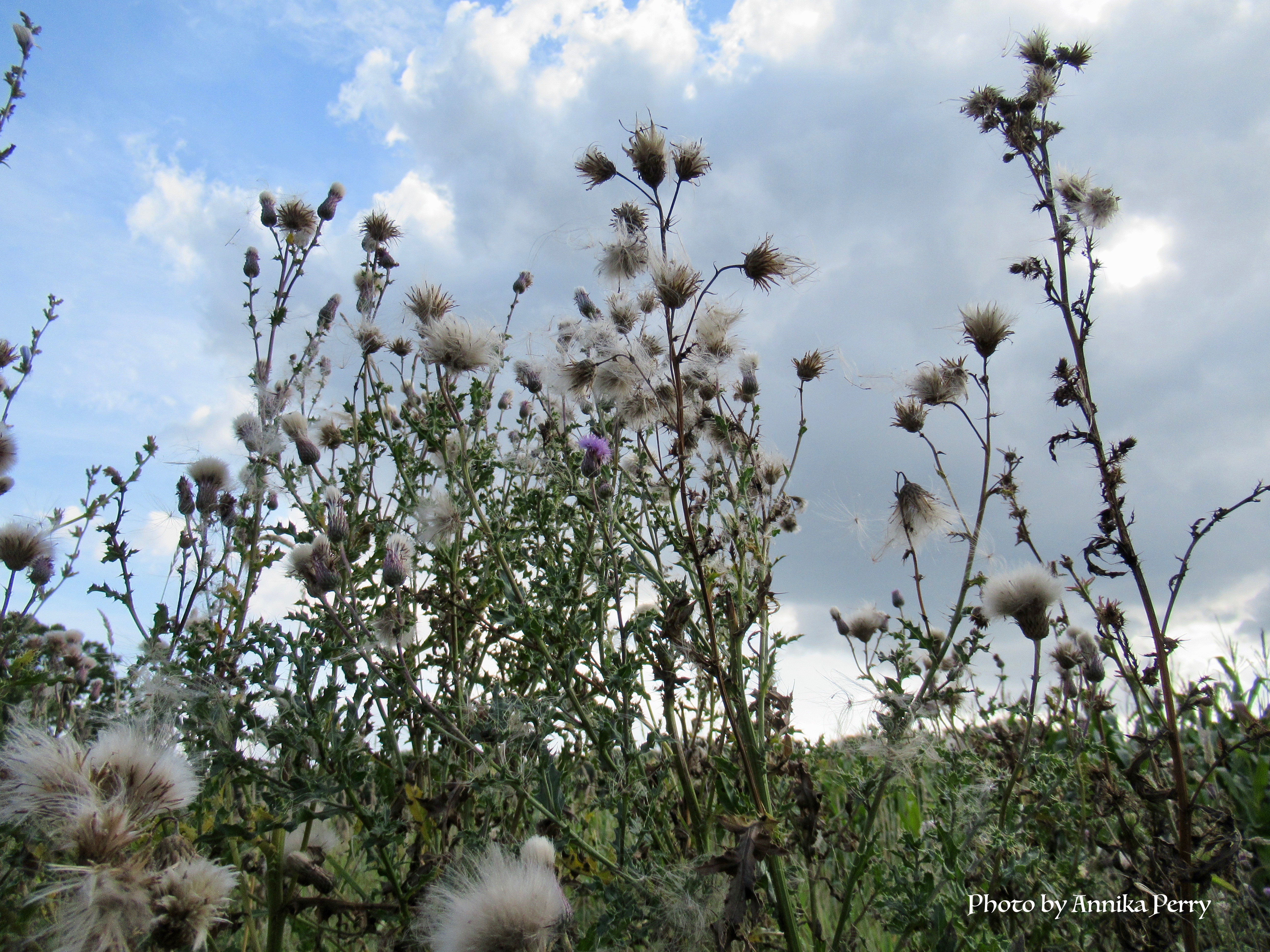 "Autumn thistles against cloudy dramatic sky, white tufts of flowering thistles. In the middle on purple still flowering thistle."