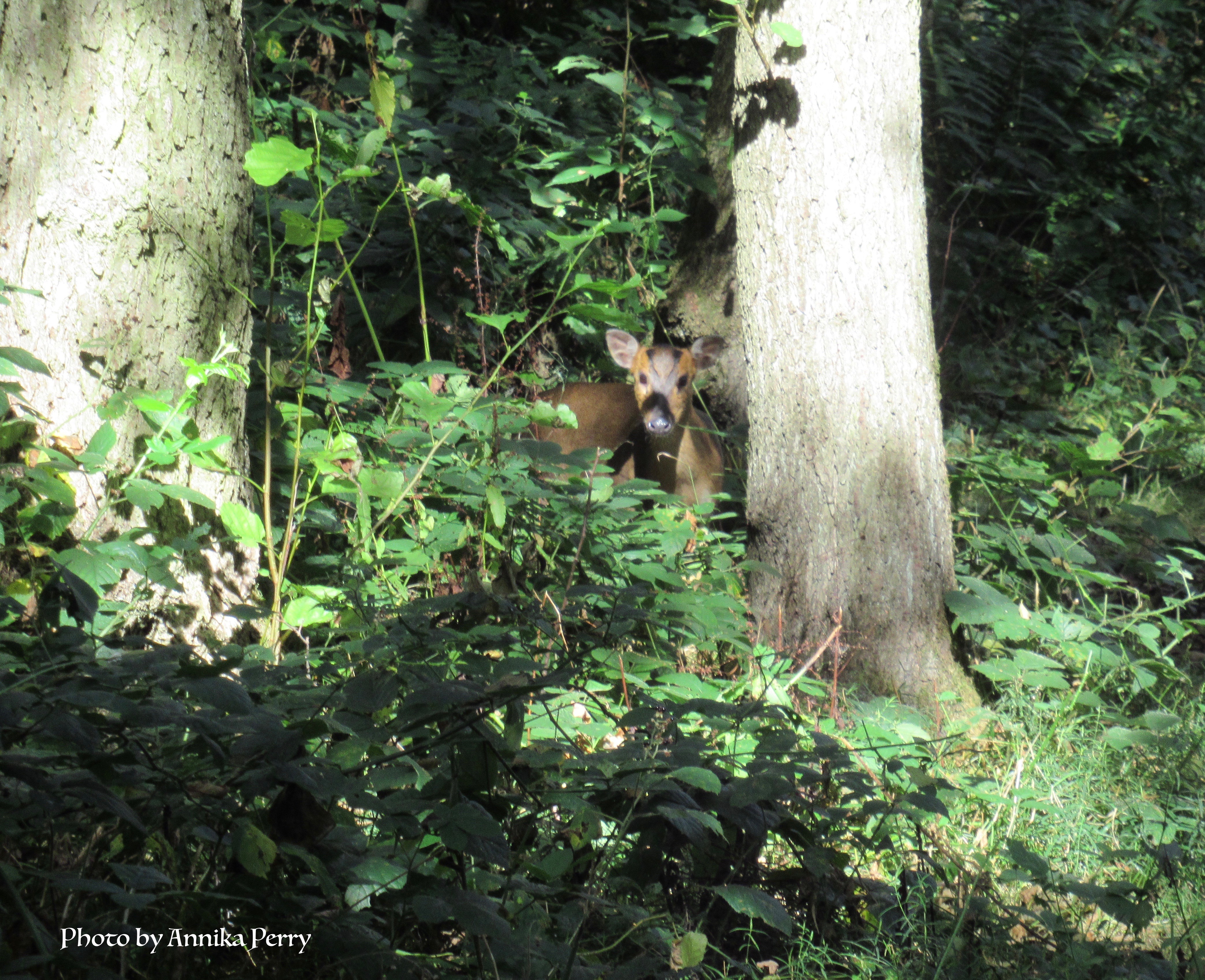 "Muntjac deer peering from undergrowth in woodland."