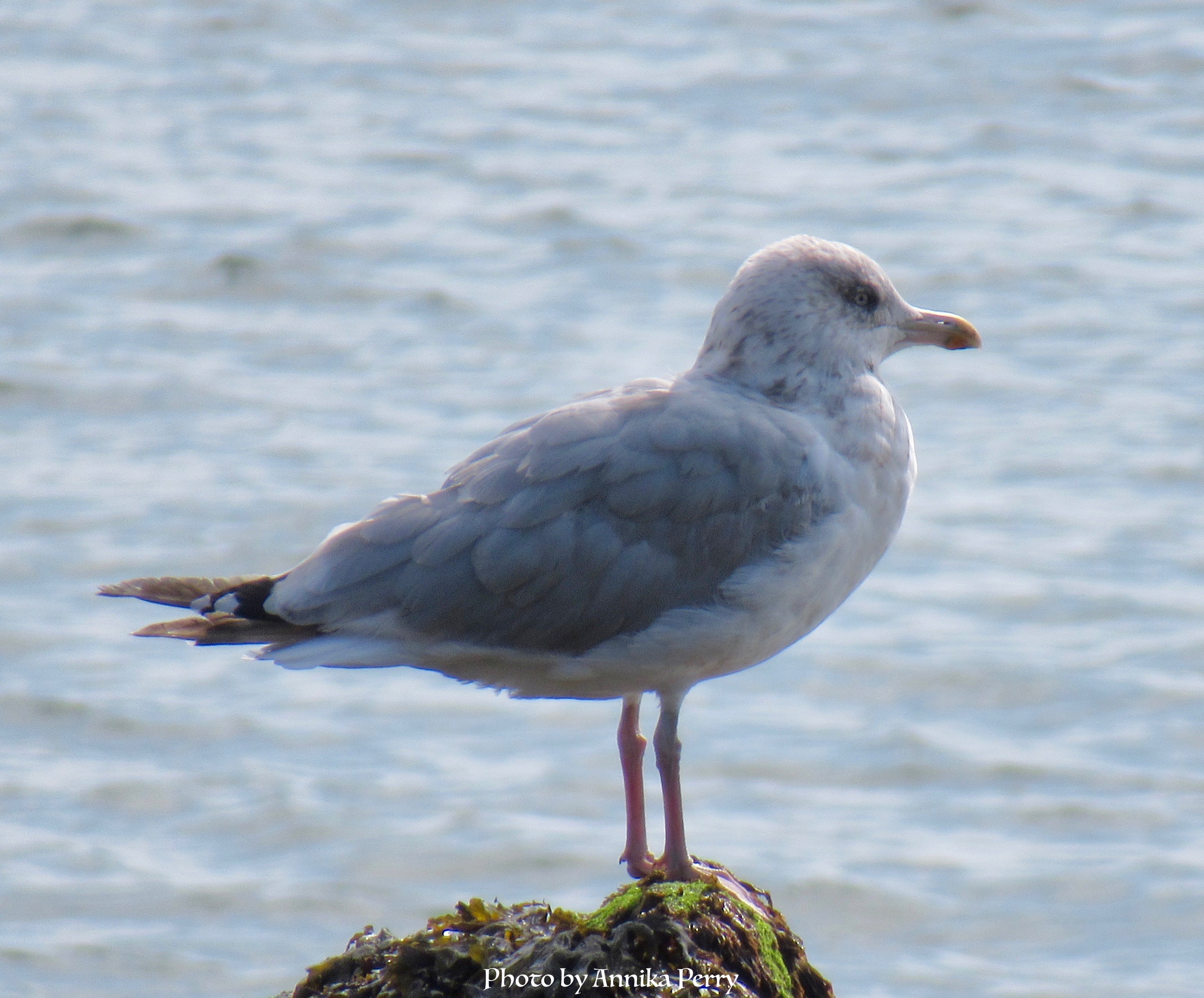 "Single gull, close-up, standing on outcrop with blue sea in the background."