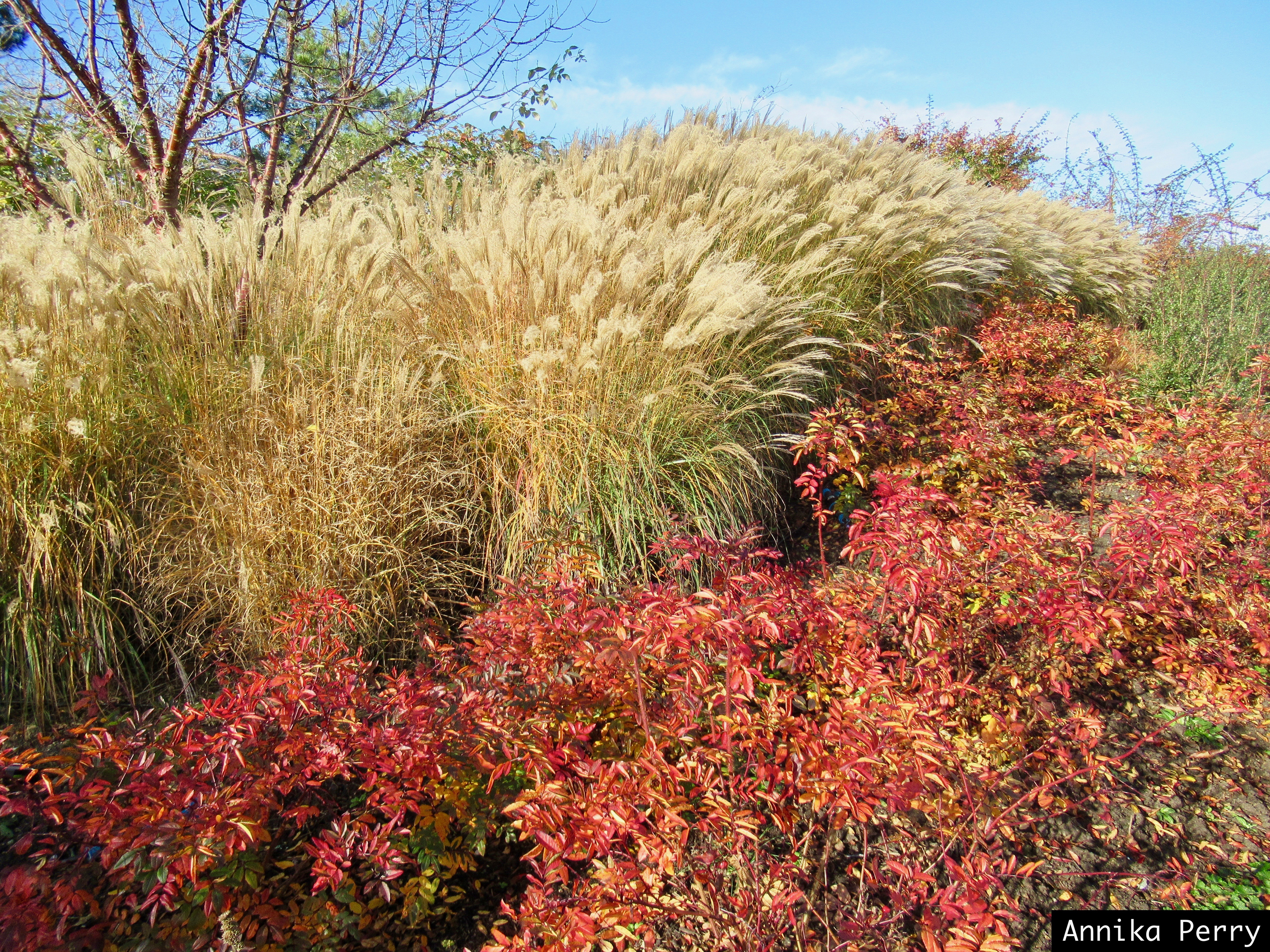 "Large border of Pampas grasses swaying in the breeze, red leafed bushes to the front, blue sky."