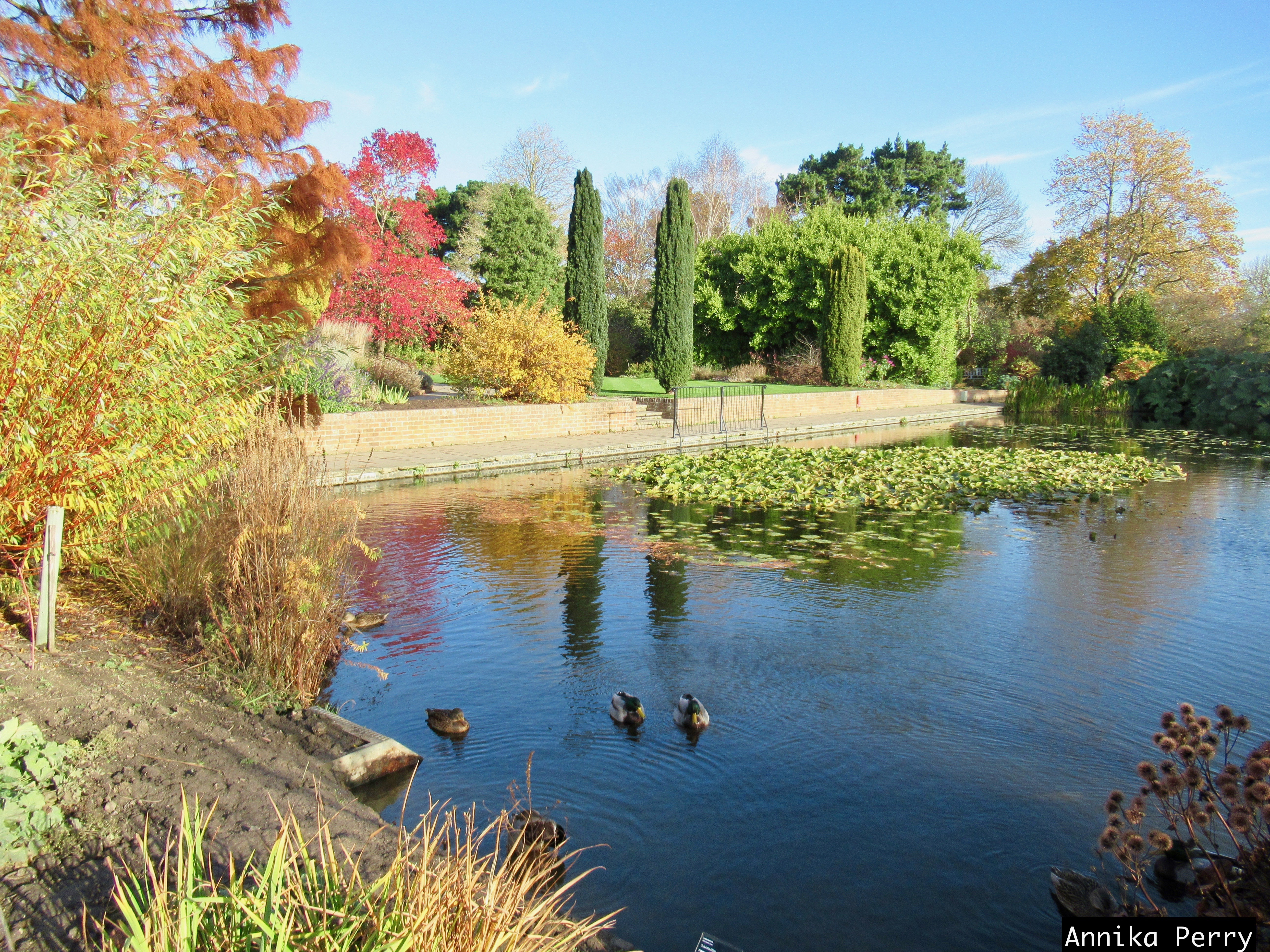 "Ornamental pond with ducks swimming in it, bordered by pillar conifers, trees in autumn reds and gold, flowered water lilies in the middle."