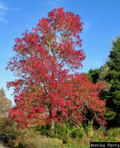 "Large maple tree with glorious bright red leaves against green of fir trees and bluest of sky."
