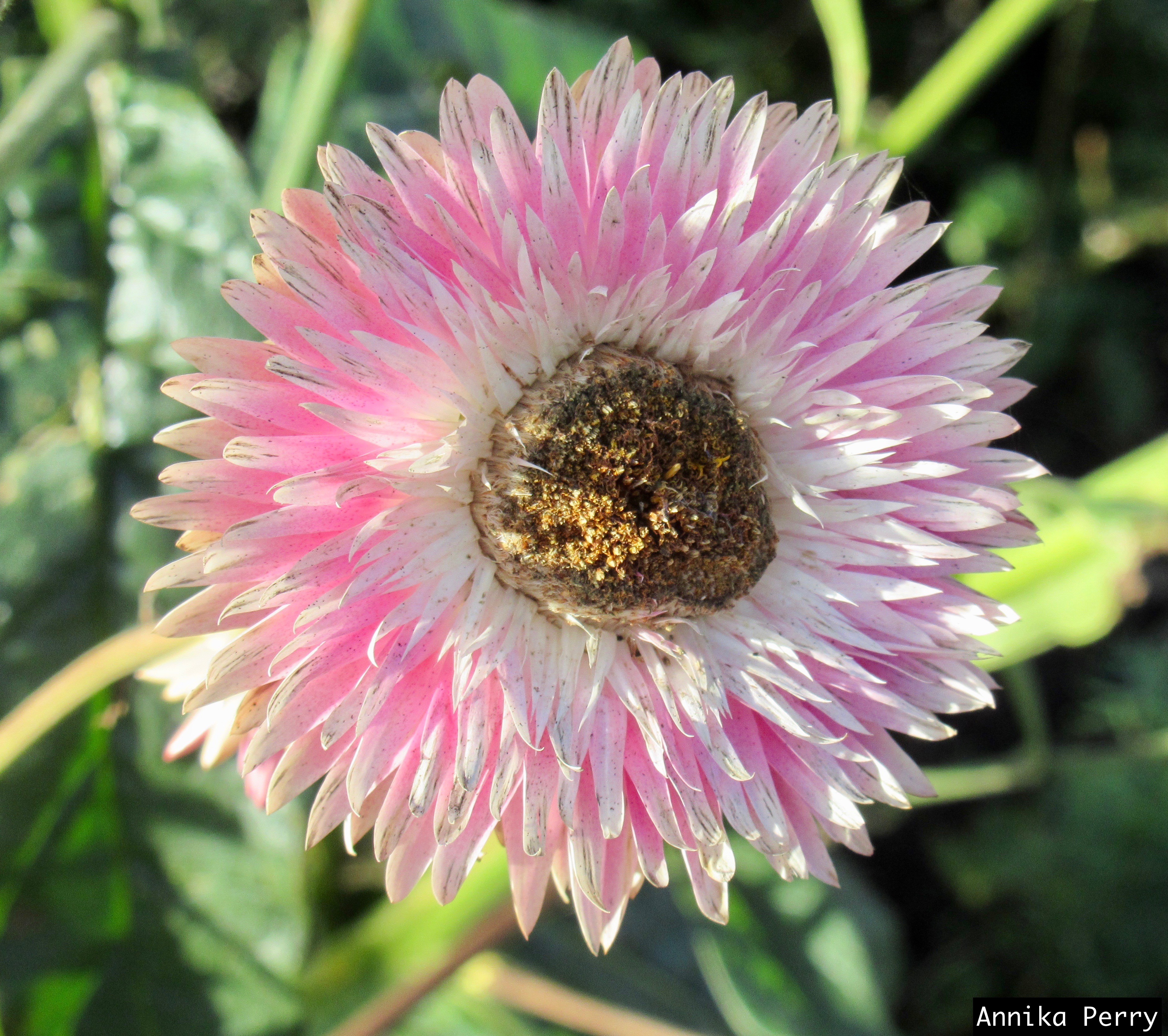 "Close-up of flower with many layers of pink and white petals, slightly darkened on the edges."