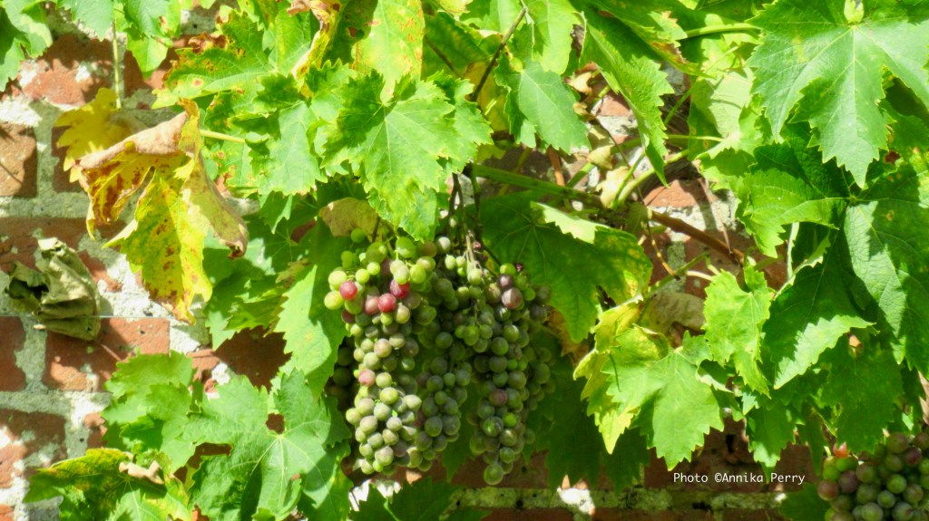 This image has an empty alt attribute; its file name is img_2751.jpeg