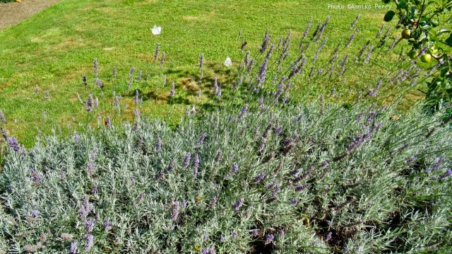 This image has an empty alt attribute; its file name is img_2766-large.jpeg