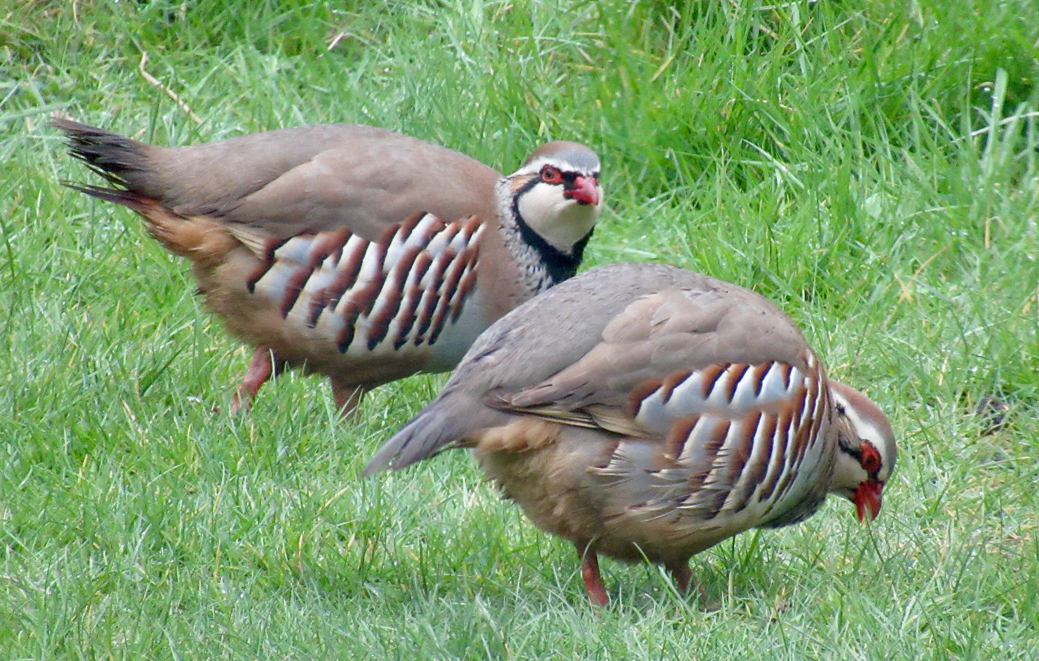 Partridges Partridges Without A Pear Tree – Annika Perry